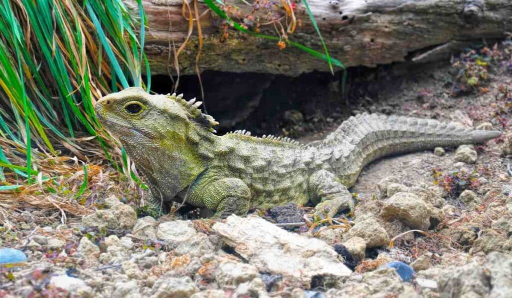 Tuataras are creatures that outlive humans
