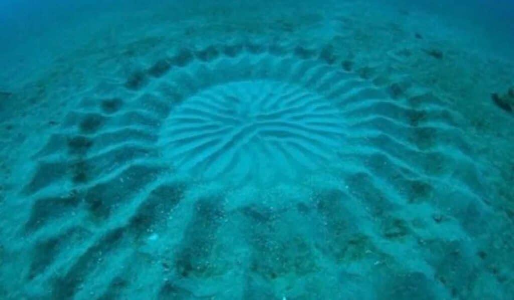Mysterious Underwater Crop Circles