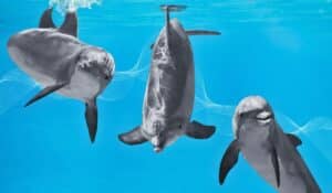 how do dolphins communicate