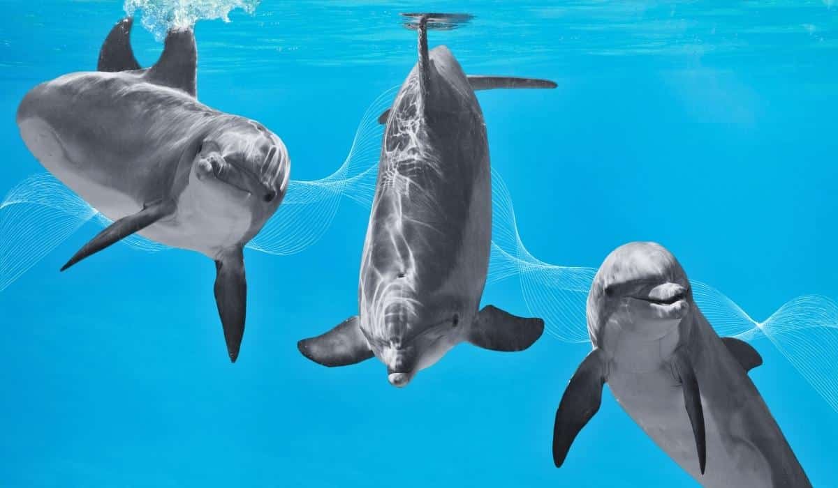how do dolphins communicate