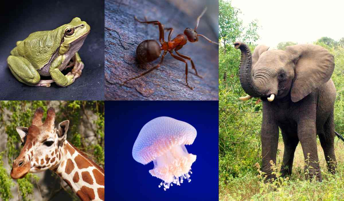 Animals That Never Sleep