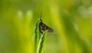 Animals With The Shortest Lifespan
