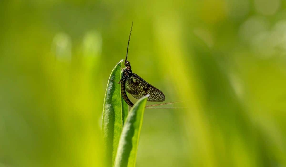 Animals With The Shortest Lifespan