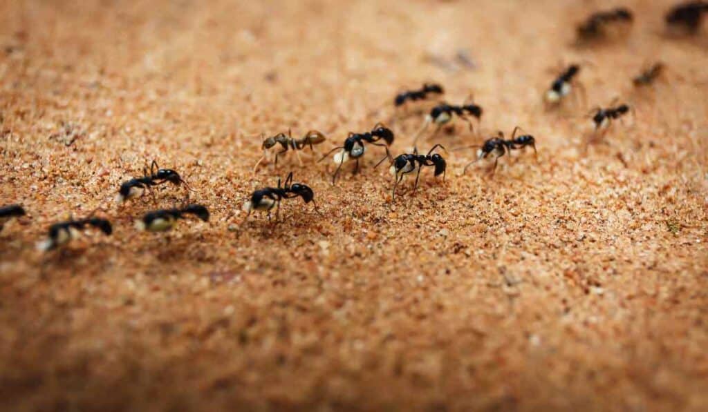 Ants are animals that dont sleep