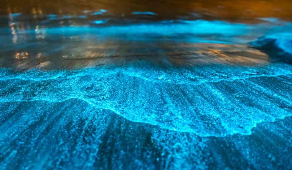 Bioluminescence At Night - unbelievable places of the world