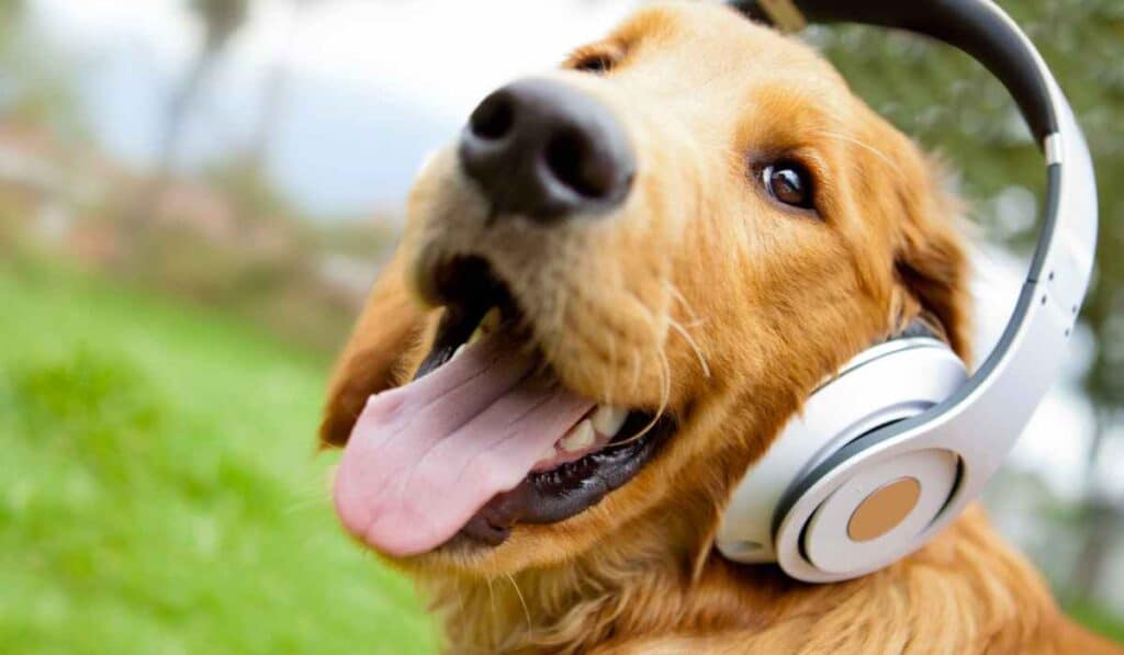 Millennial slang still used today - doggo