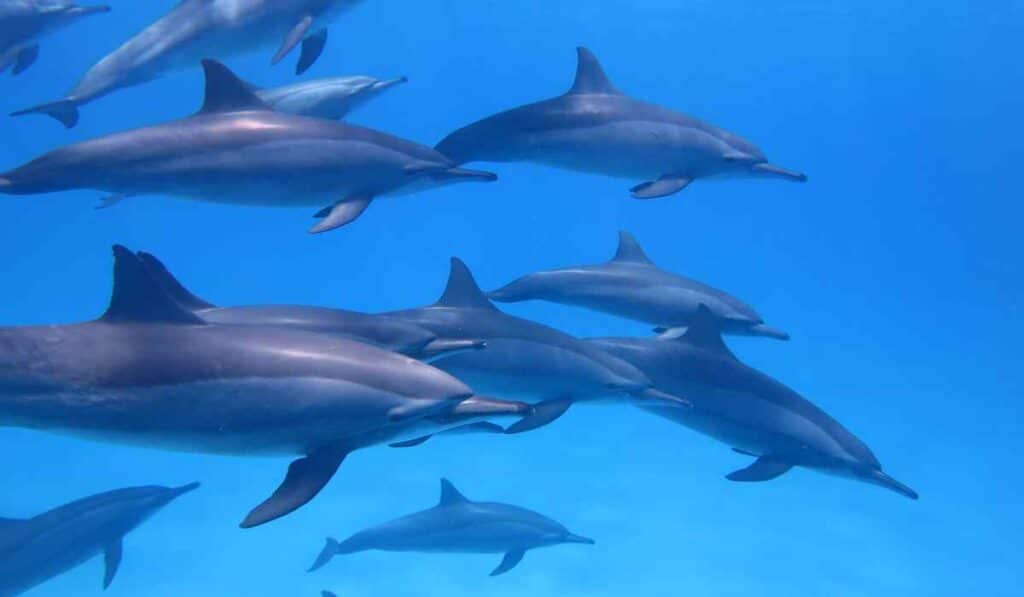 animals that never sleep - dolphins
