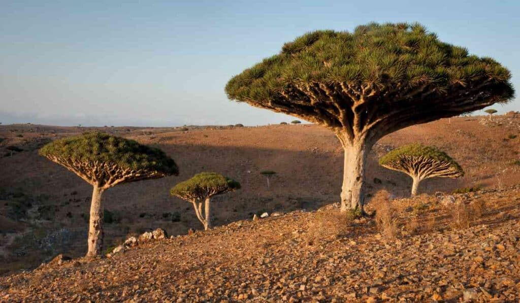 Yemen is an unreal place on Earth