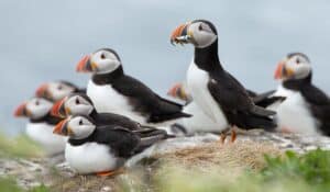 facts about puffins