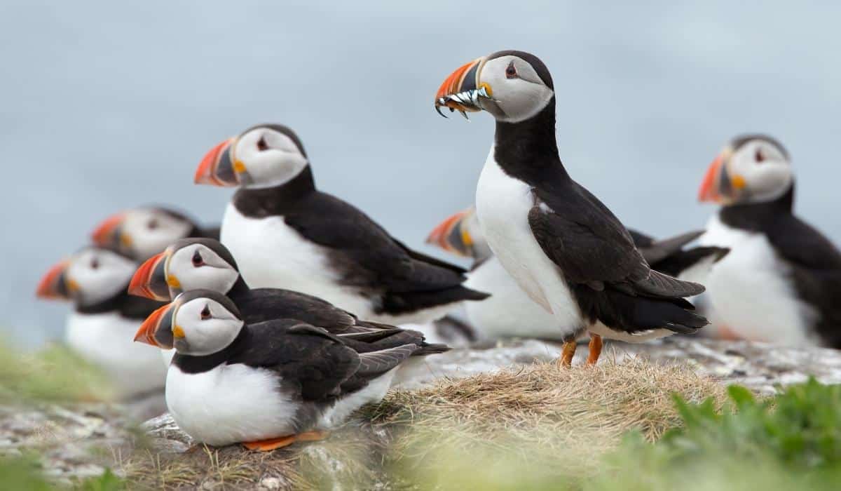 facts about puffins