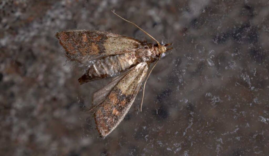 Indian Meal Moth has a short lifespan