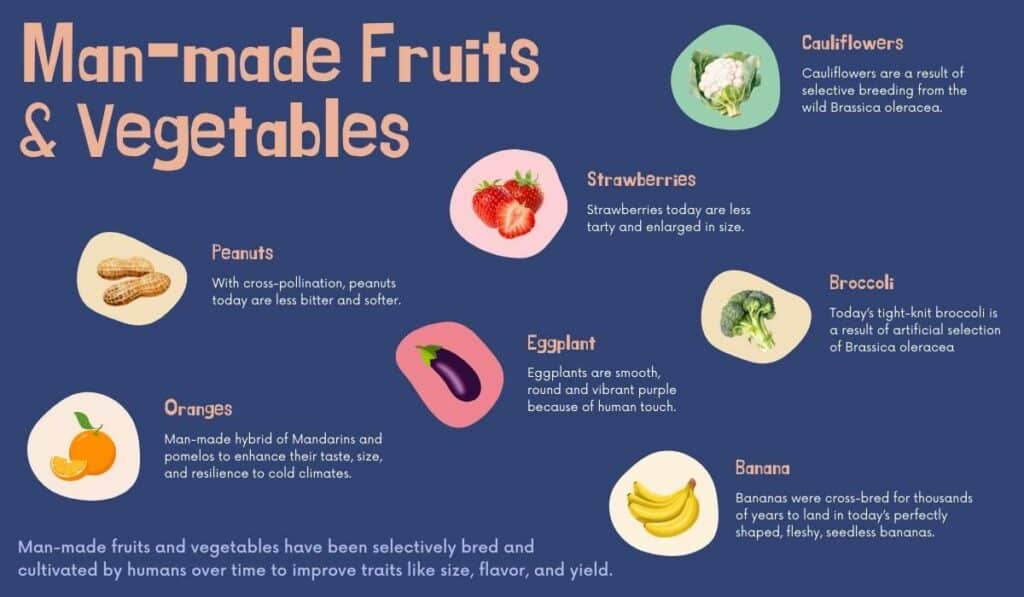 INFOGRAPHIC: Man-made Fruits & Vegetables