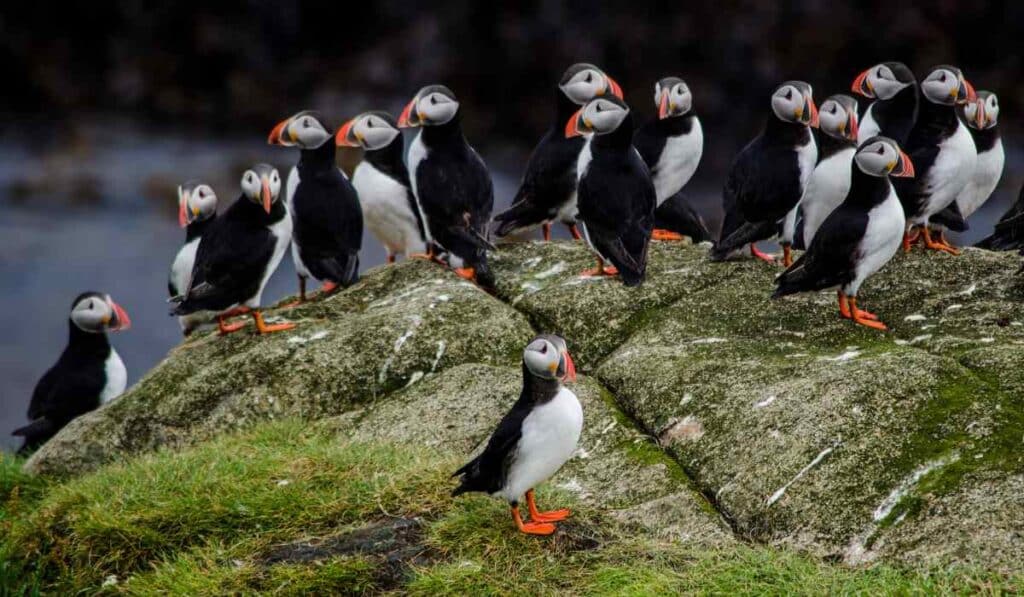 Puffins Face Declining Populations