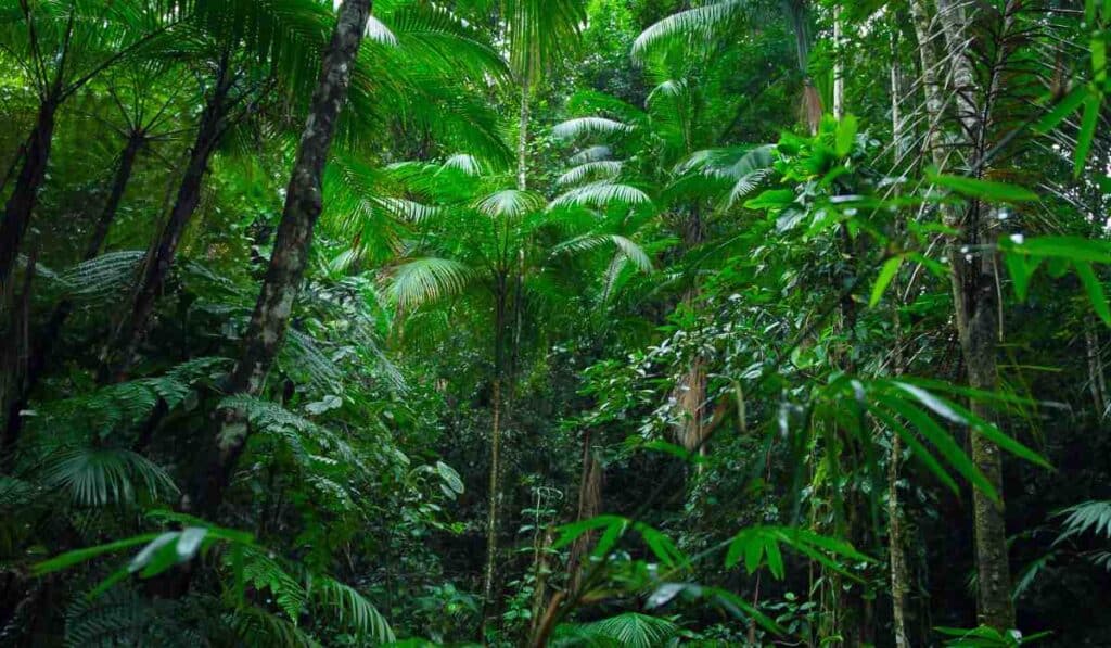 The Amazon Rainforest is a mysterious place