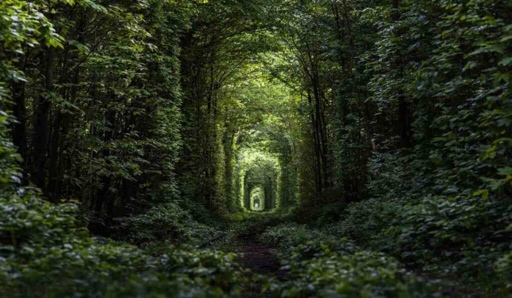 Tunnel Of Love, Ukraine - beautiful destination