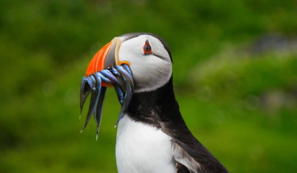 Fun fact about puffins - they Can Carry Dozens of Fish in Their Mouths
