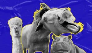 Animals With Funny Faces