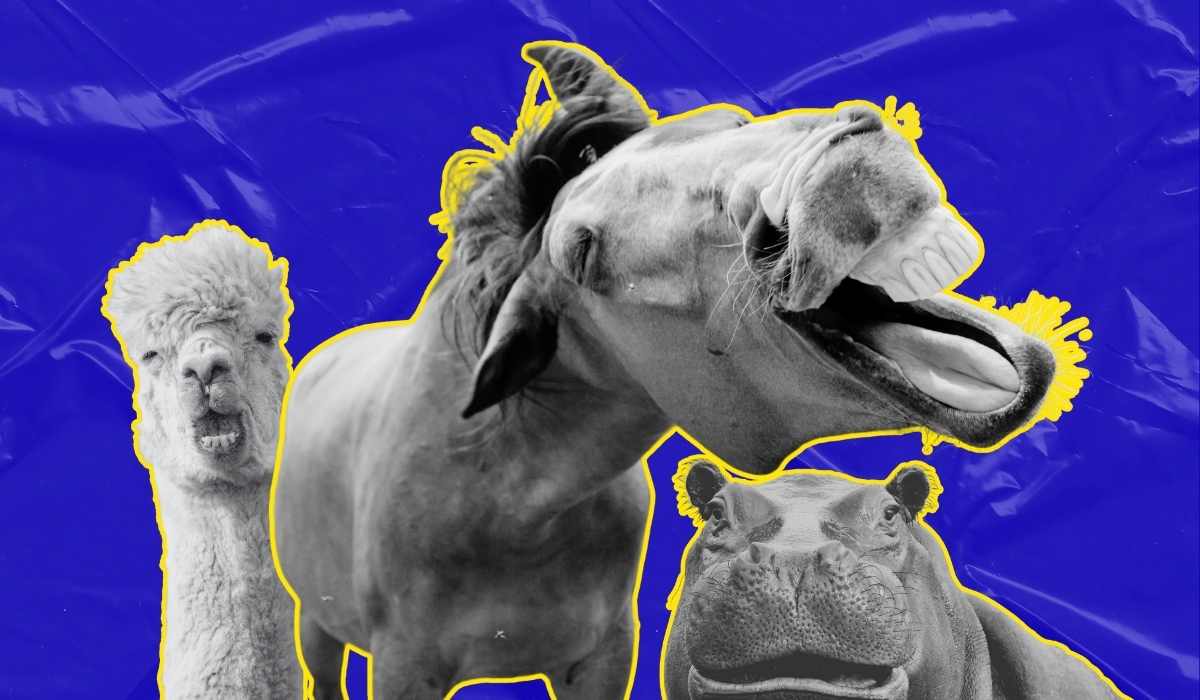 Animals With Funny Faces