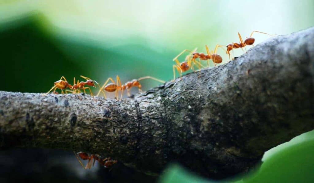 ants nest in underground tunnels