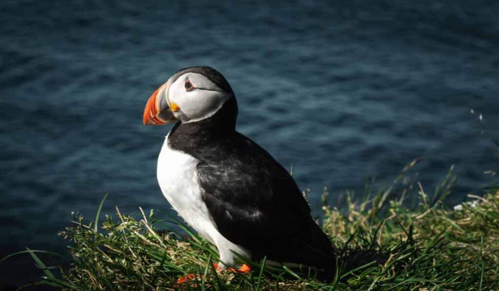 Puffins are birds that nest underground