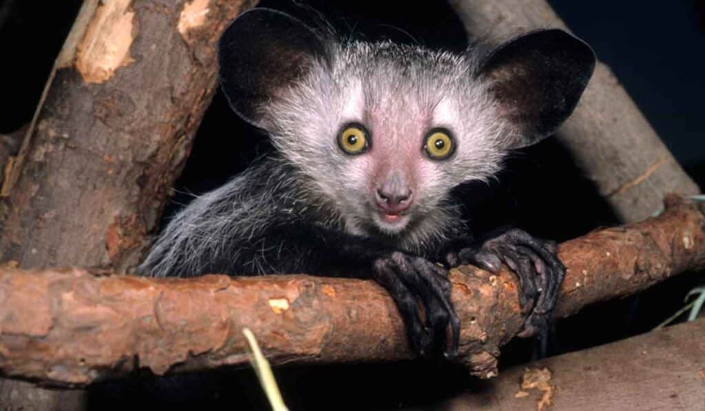 aye-aye lemurs are animals with funny faces