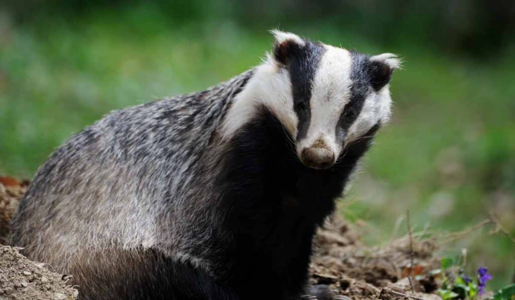 Badger nests are underground tunnels