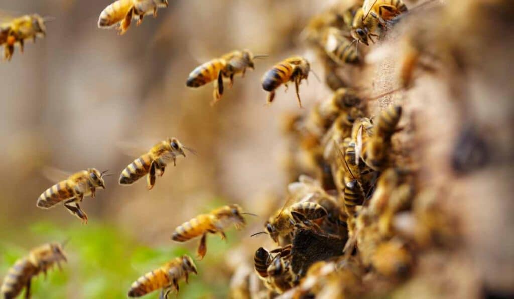 bees make nests in the ground