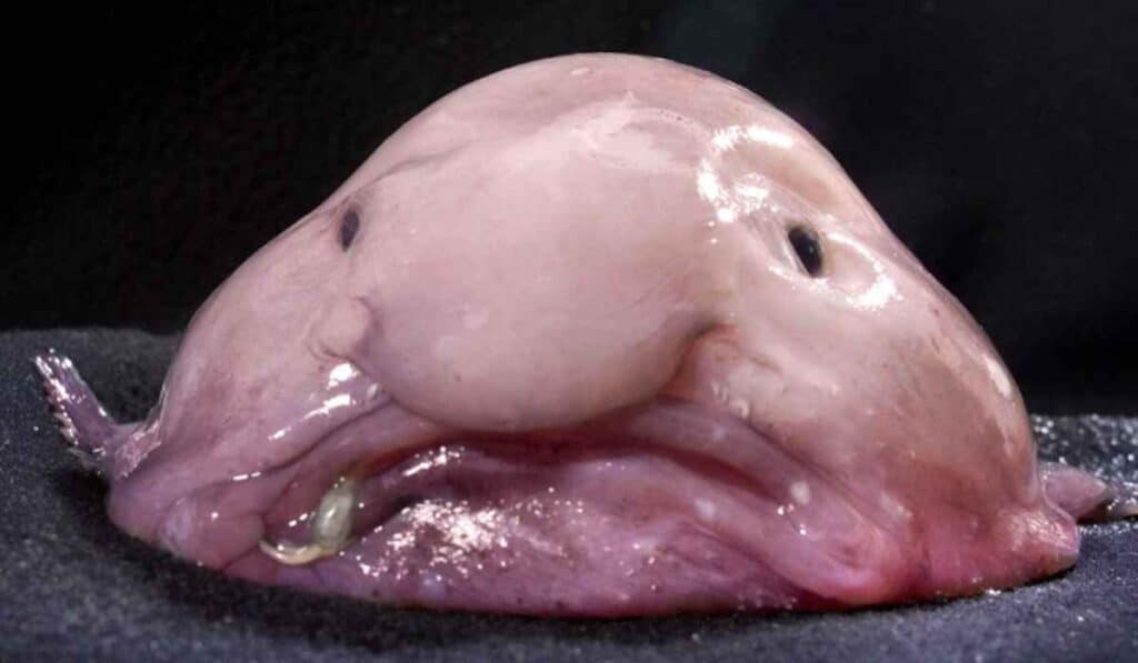 blobfish has the strangest animal face