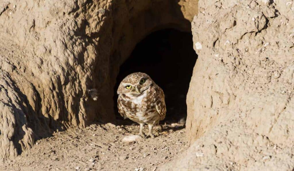 Burrowing owls are birds that build nests on the ground