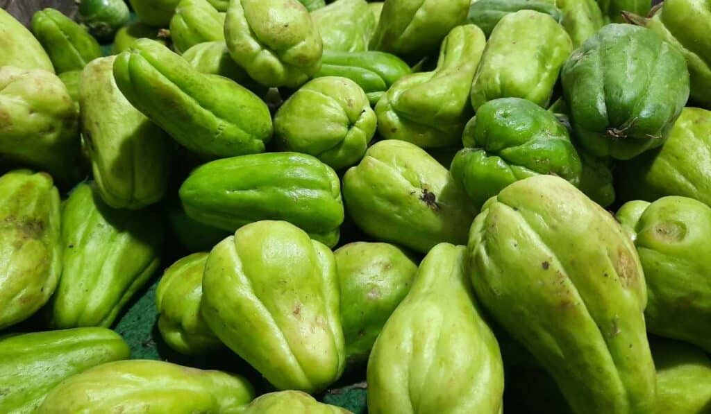 Chayote is fruit used as a vegetable