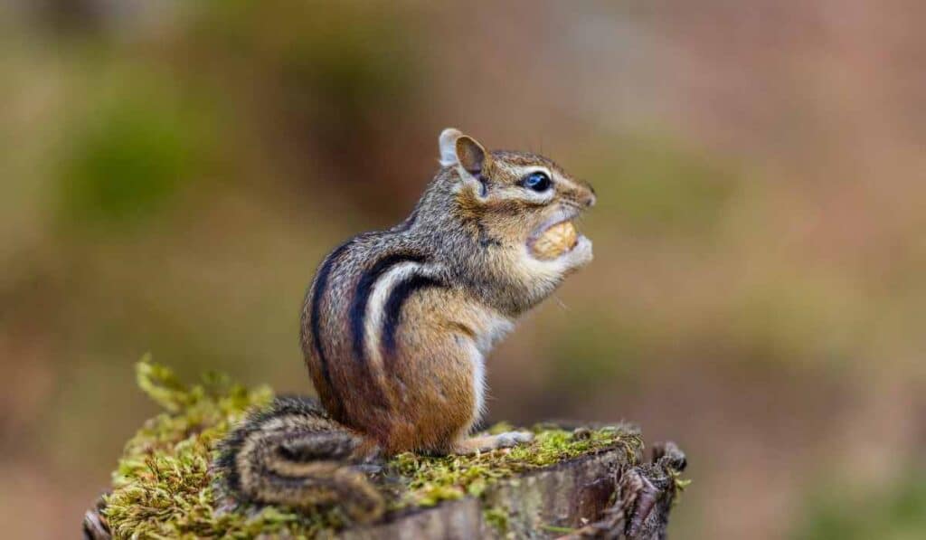 Chipmunks nesting chambers are underground