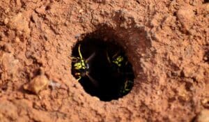 Creatures That Make Nests In The Ground