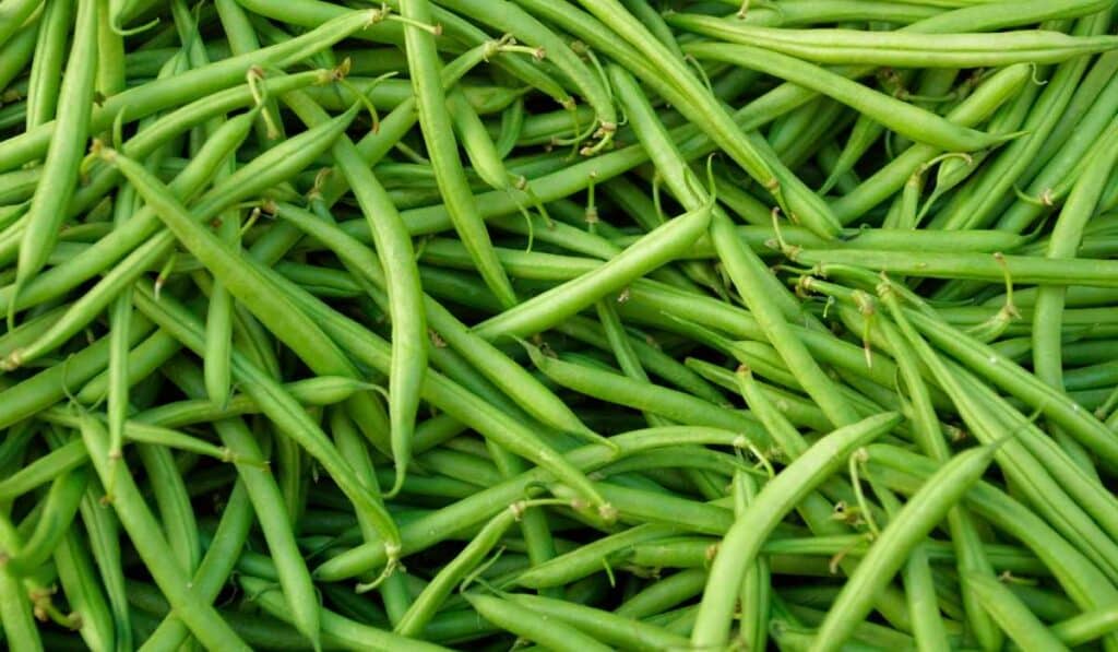green beans are actually fruits