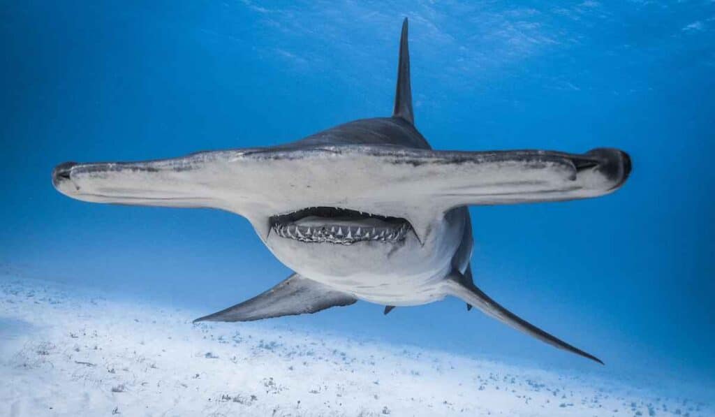 Hammerhead Sharks are funny to look at