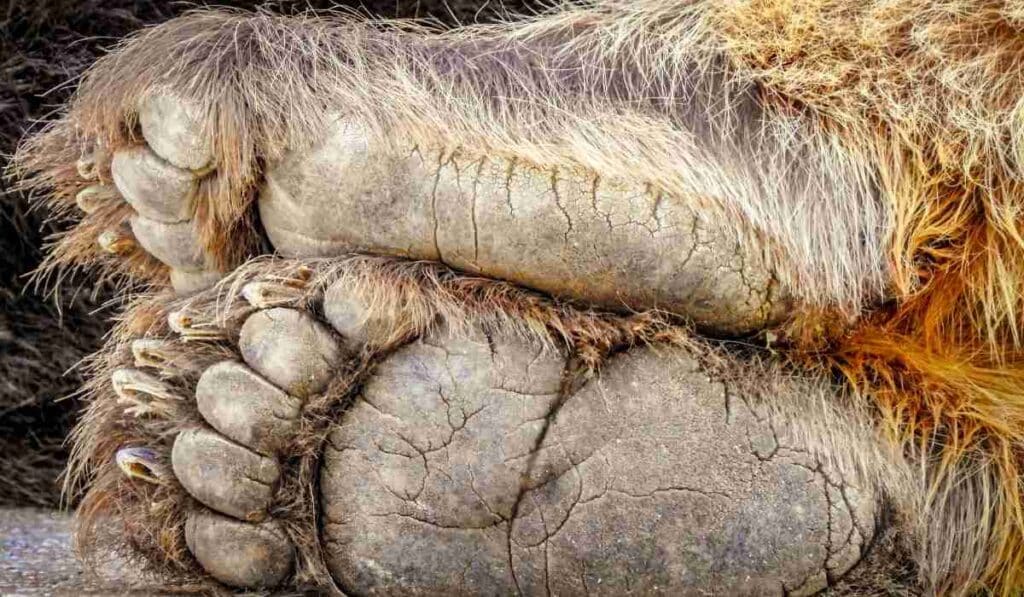 Random United States Facts - It’s Illegal To Harass Bigfoot In Some Counties