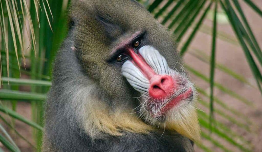 Mandrills have unusual faces