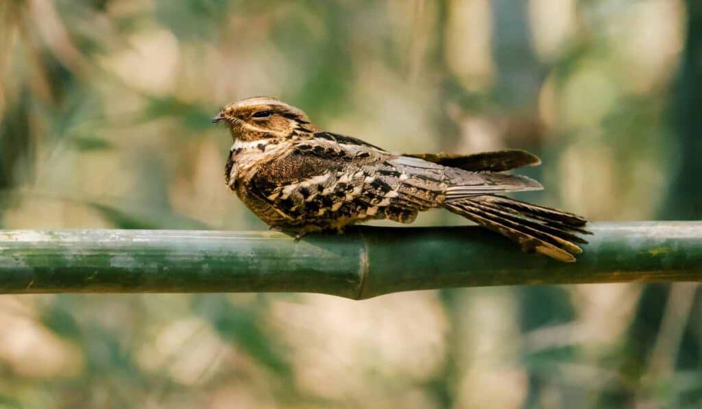 nightjar - birds that build nests on the ground