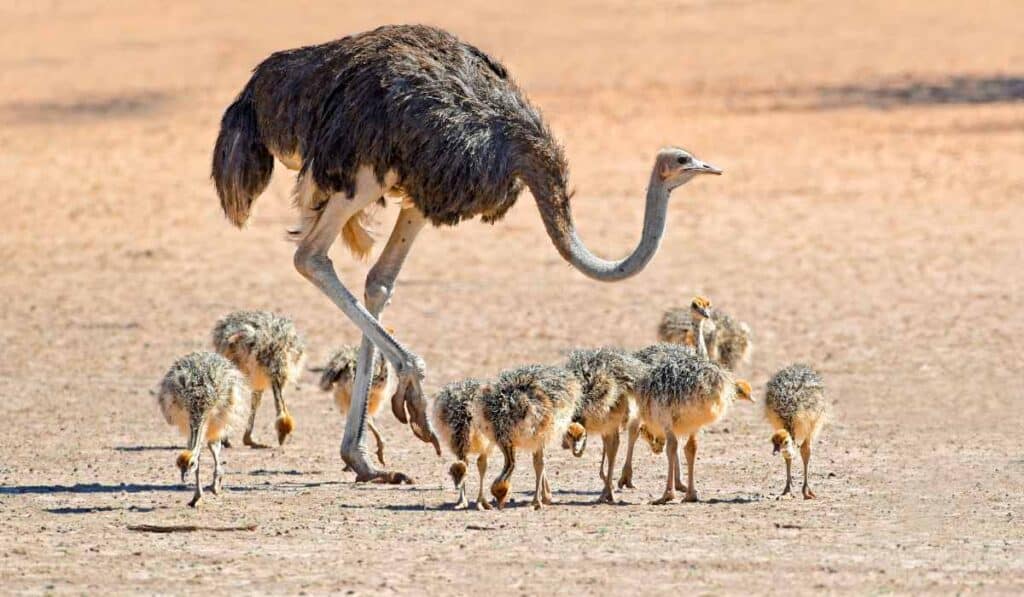 Ostrich are ground nesters