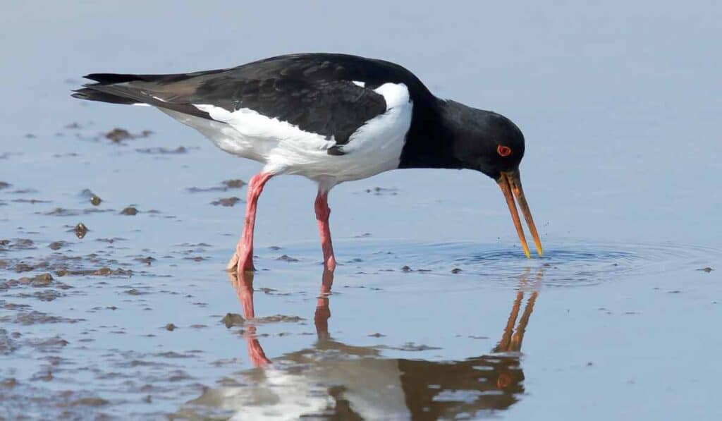 Oystercatcher birds that build nests on the ground
