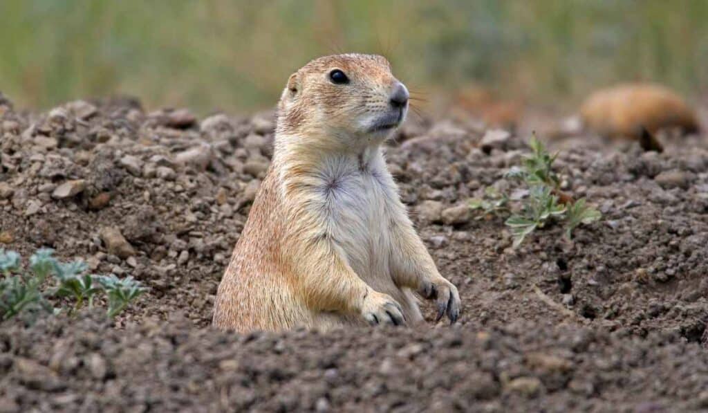 Prairie Dog are ground-dwelling species