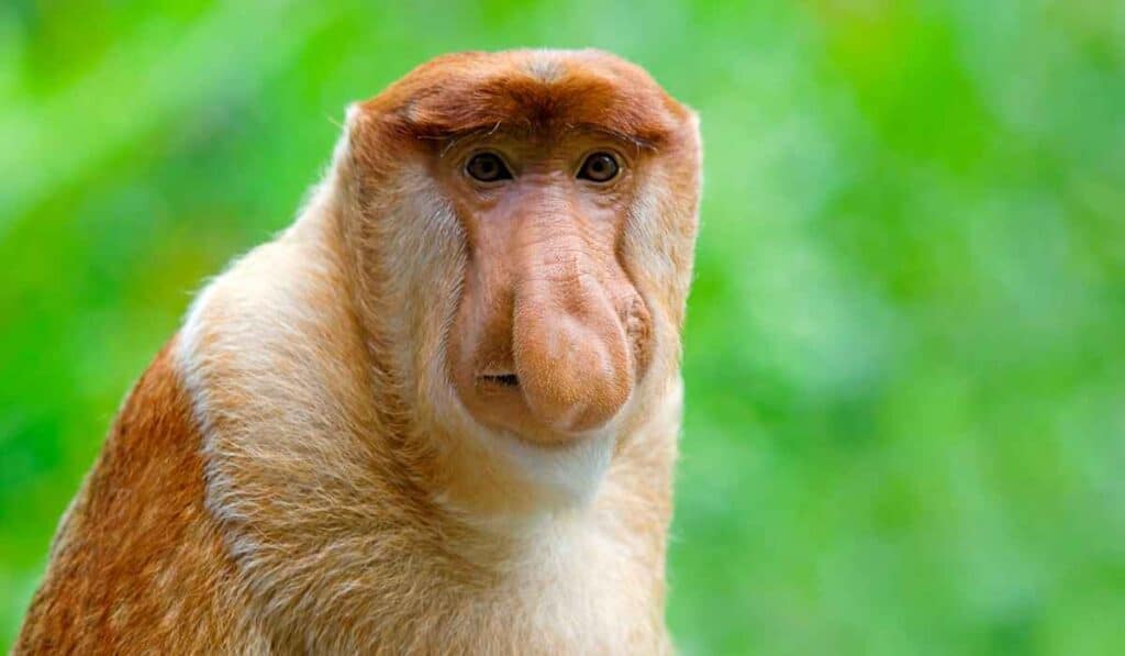 Proboscis Monkeys have the weirdest face in the world