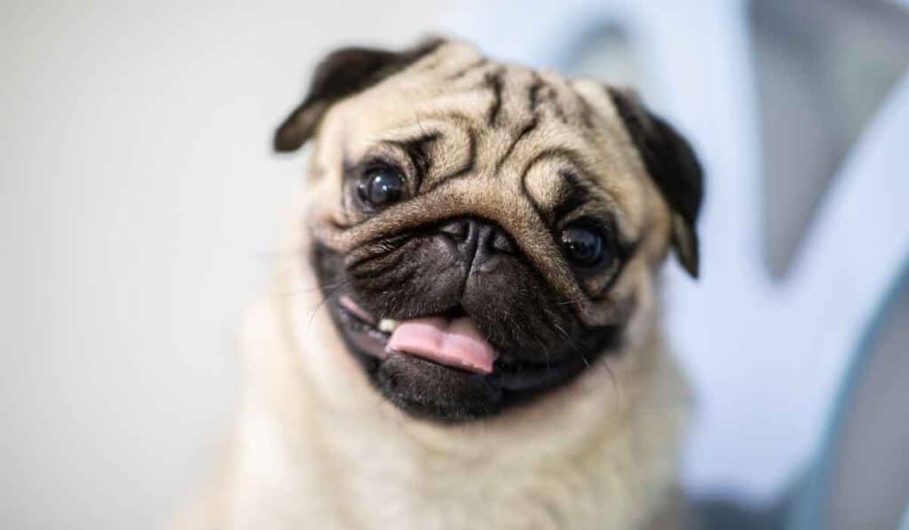 pugs have funny faces
