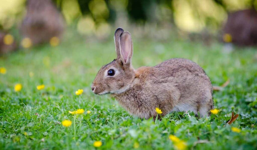 rabbits make nests in ground