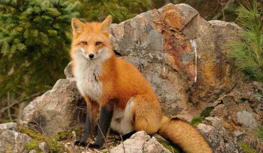 red fox are ground nesters