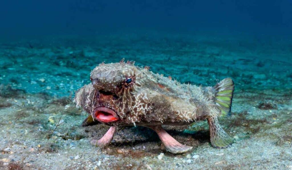 animals with weird faces - Red-Lipped Batfish