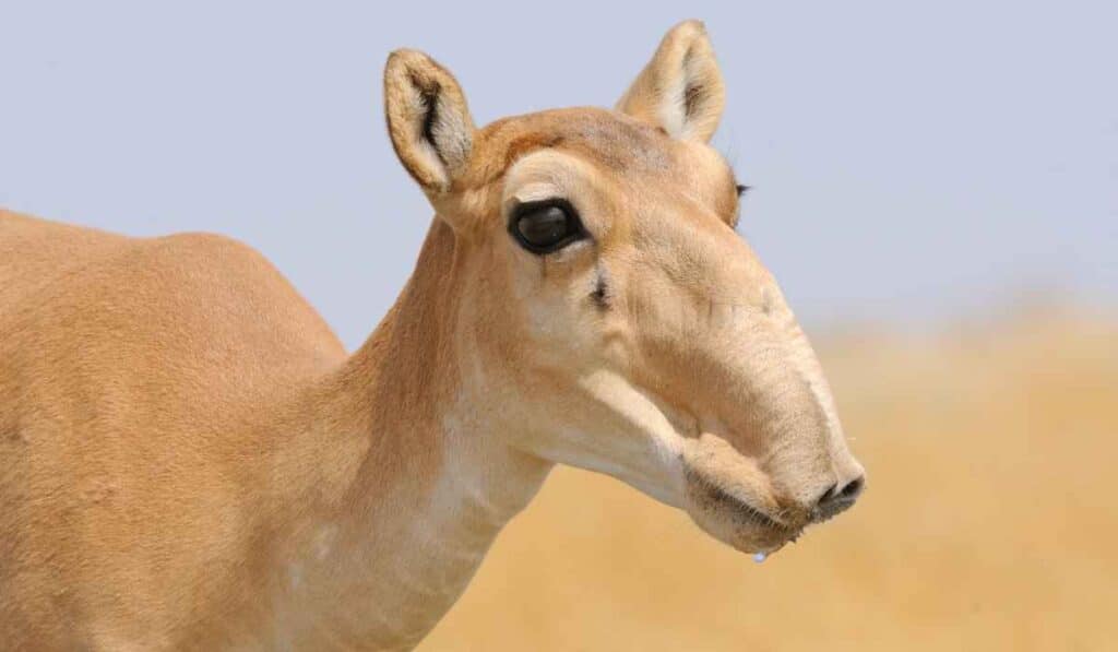 Saiga Antelope has the most funny face straight out of a cartoon