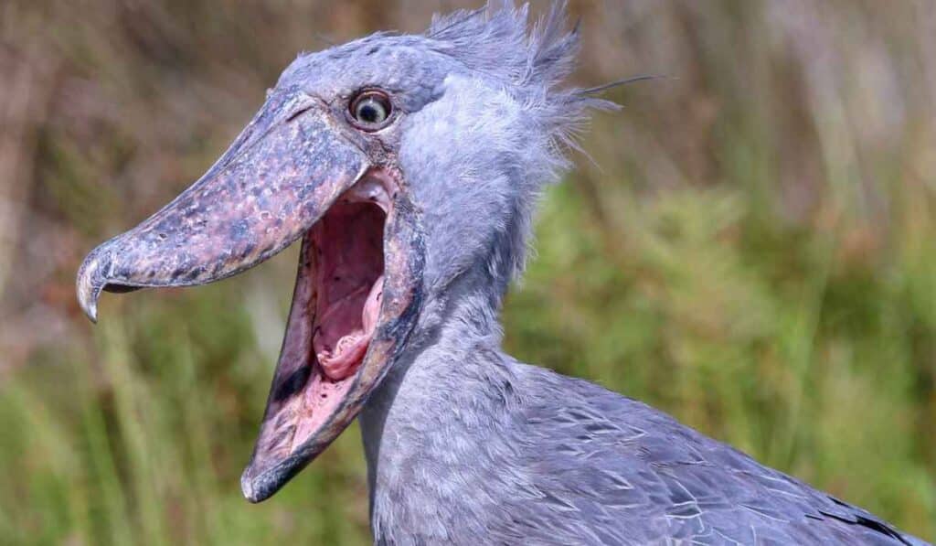 unusual animal faces - Shoebill Stork