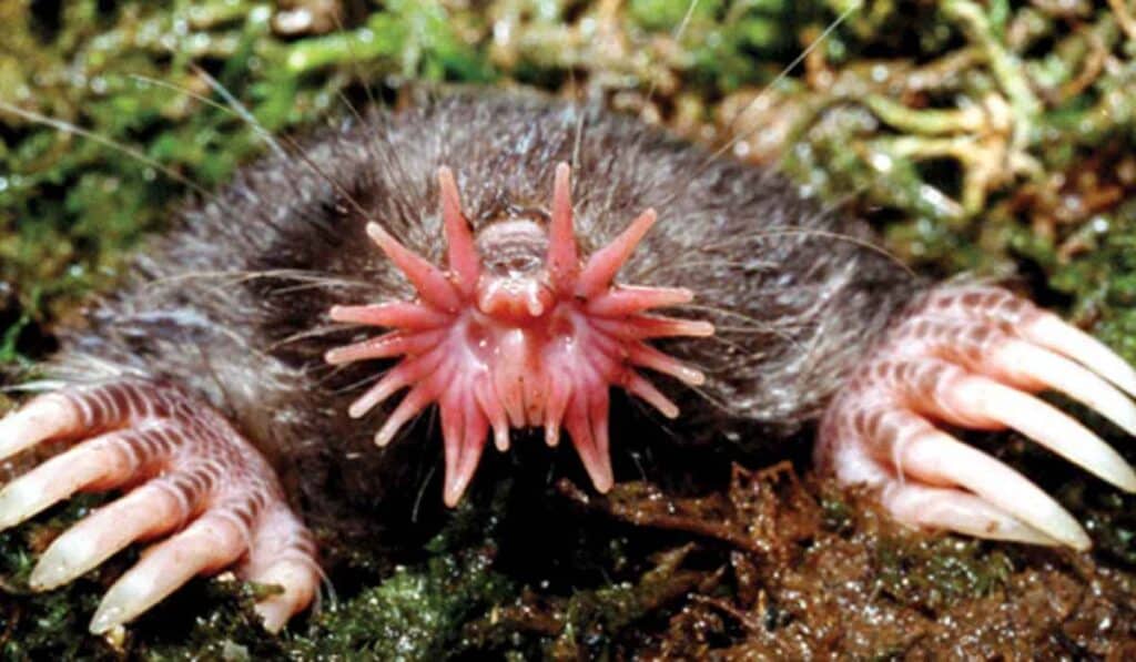 Star-Nosed Mole have crazy faces