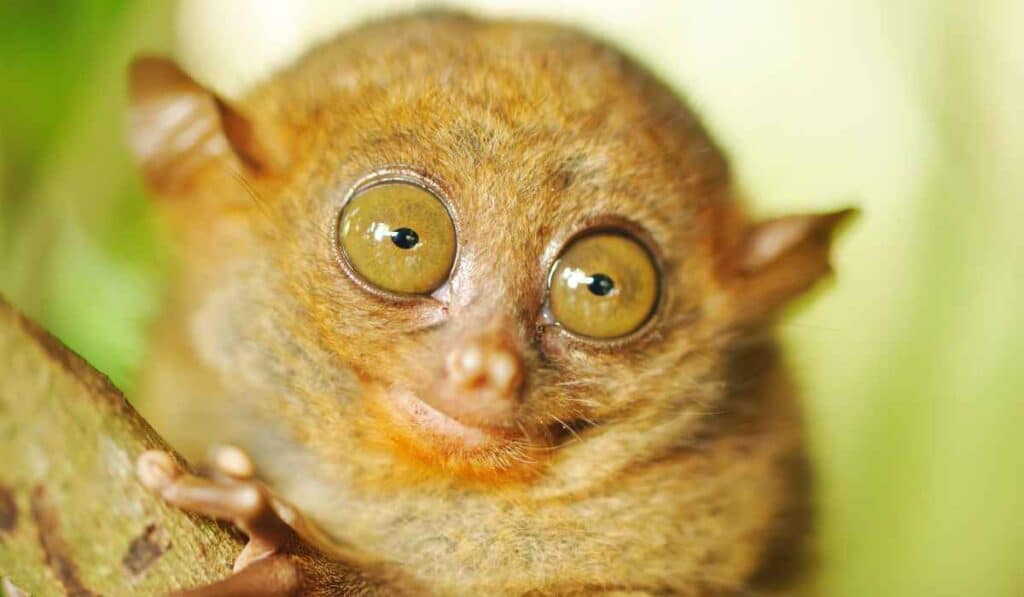 Tarsier's enormous eyes make then look funny