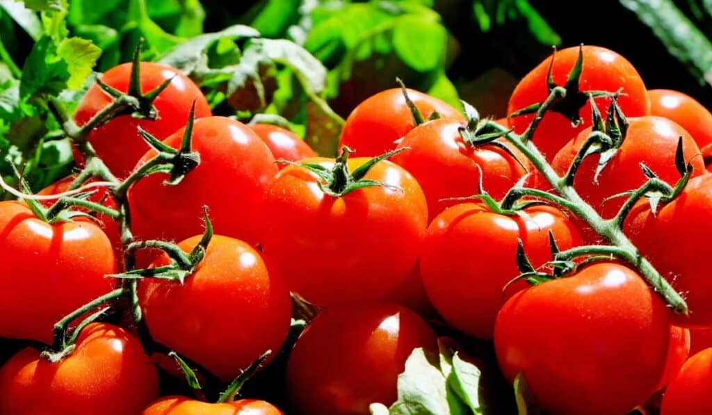 Tomatoes are actually fruits